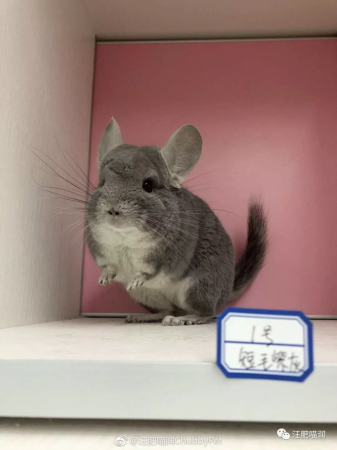 pg赏金大对决试玩版 龙猫茄子重度便秘胀气绝食治疗日记