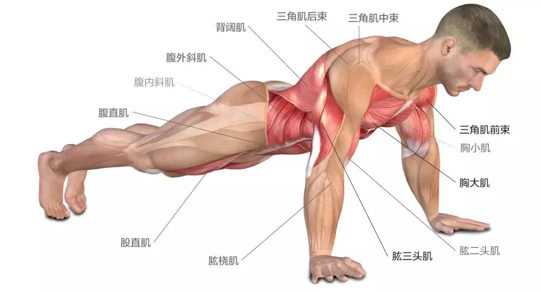 pg电子麻将胡了 俯卧撑一个月练出饱满胸肌，他做对了这两件事，健身新手应该学习