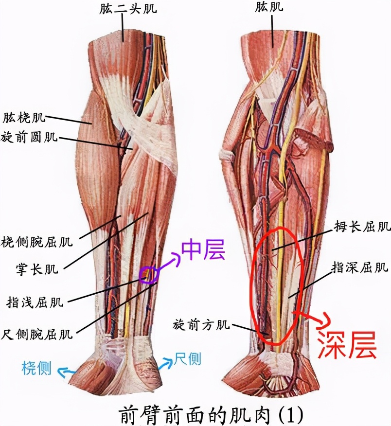 小臂锻炼方法_臂部锻炼的方式方法_臂的训练