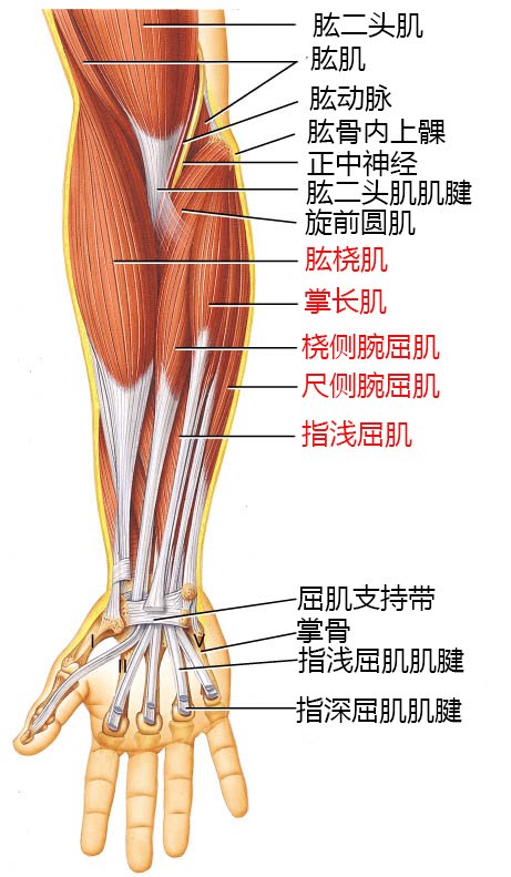 小臂锻炼方法_臂部锻炼的方式方法_臂的训练