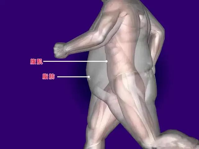 每客腹肌有用吗_腹肌好用吗_腹肌器材怎么使用