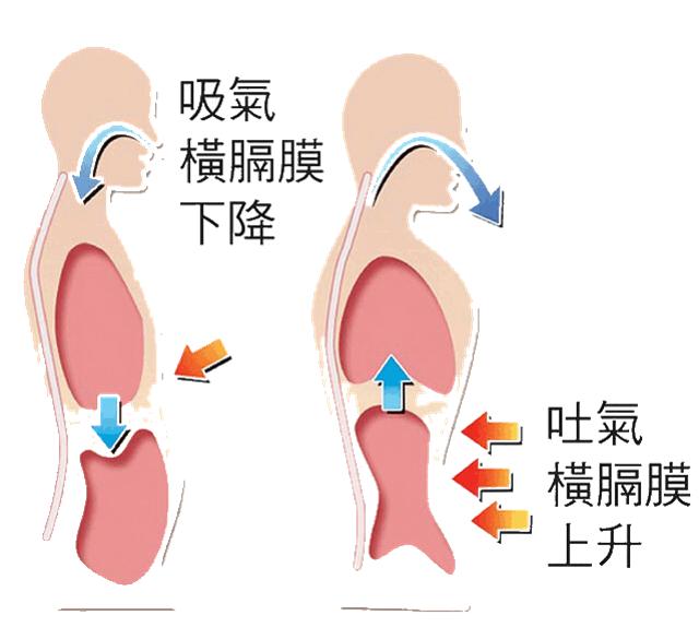 腹式呼吸提升肺活量方法_跑步时肺活量不够怎么办_肺活量低对身体有什么影响