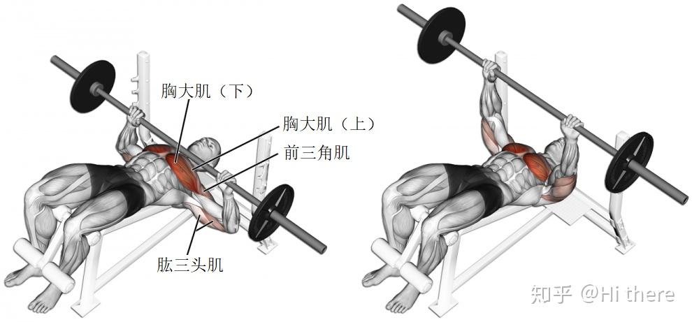 健身手套怎么戴_健身入门词汇解释_健身解剖词汇学习