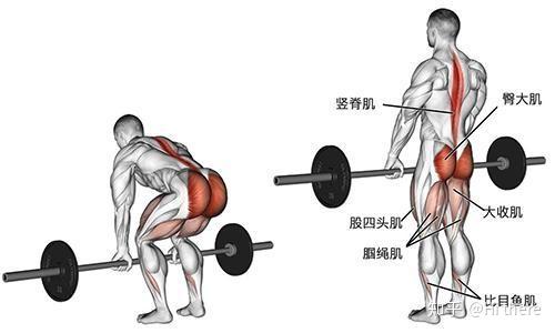 健身入门词汇解释_健身解剖词汇学习_健身手套怎么戴