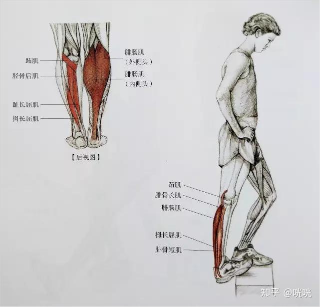 瘦腿训练方法_瘦腿操练视频_脂肪腿改善法