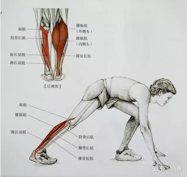 瘦腿训练方法_瘦腿操练视频_脂肪腿改善法