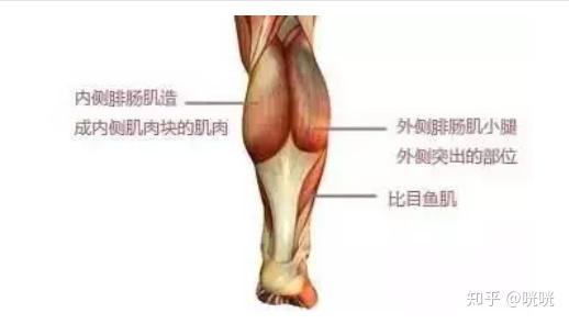 瘦腿操下载_肌肉腿矫正_脂肪腿训练