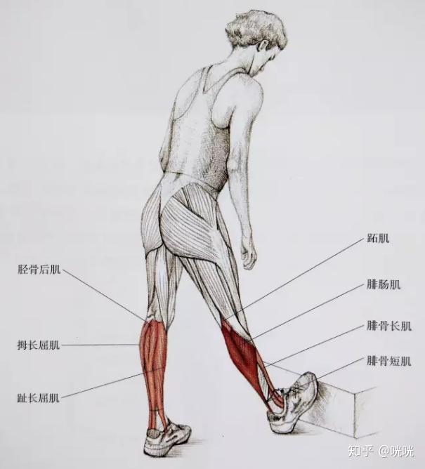 瘦腿操下载_肌肉腿矫正_脂肪腿训练