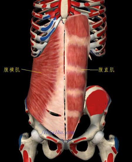 腹横肌