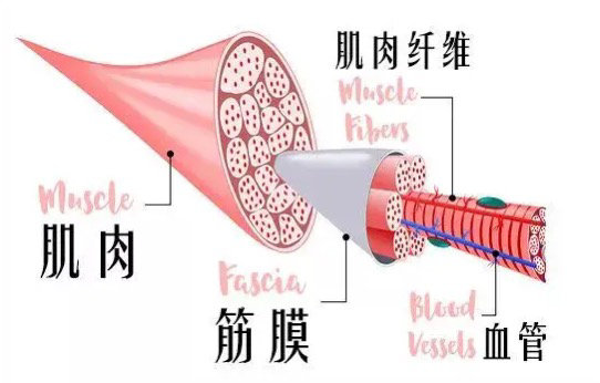 筋膜枪是智商税吗_综合训练器怎么样贴吧_筋膜枪选购避雷指南