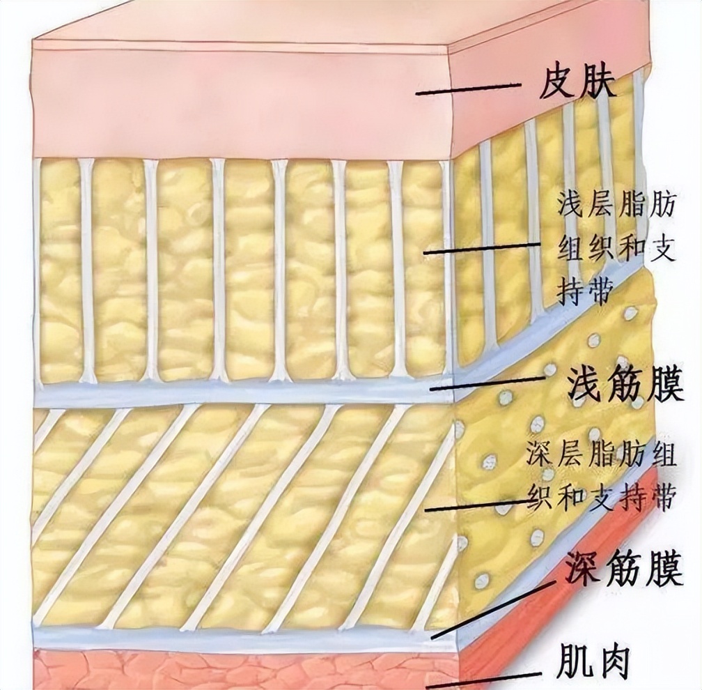 大胡子健身器械_避坑攻略_筋膜枪选购指南