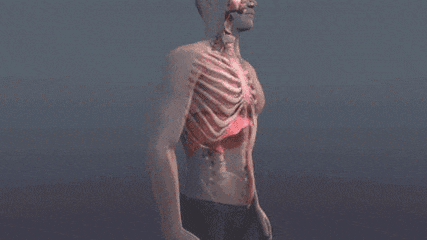 腹式呼吸练习方法_腹式呼吸法对提高注意力的好处_肚脐呼吸好处