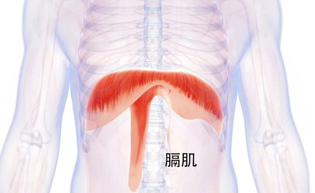 肚脐呼吸好处_腹式呼吸法对提高注意力的好处_腹式呼吸练习方法