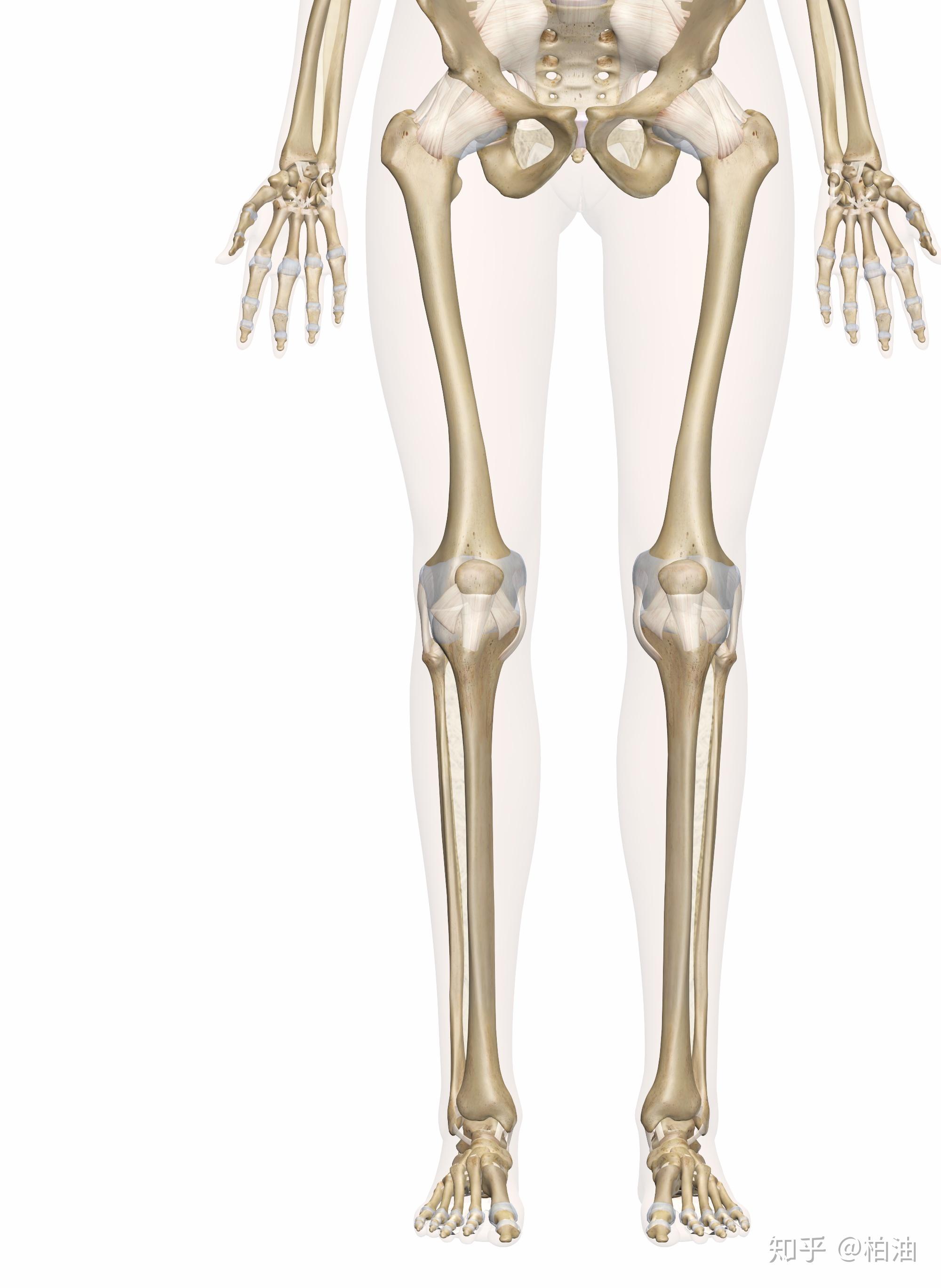 X型腿O型腿区别_腿向后踢屁股有什坏处_腿型分析
